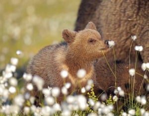 Romantic: A brown bear in Martinselkonen, Finland