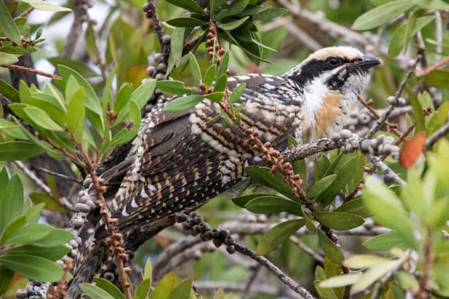 A female eastern koel
