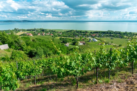 Vineyards slope down to a blue lake