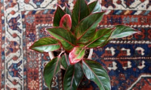 Feliz plantas del hogar: cómo ayudar a prosperar 5 Aglaonema, Chinese evergreen