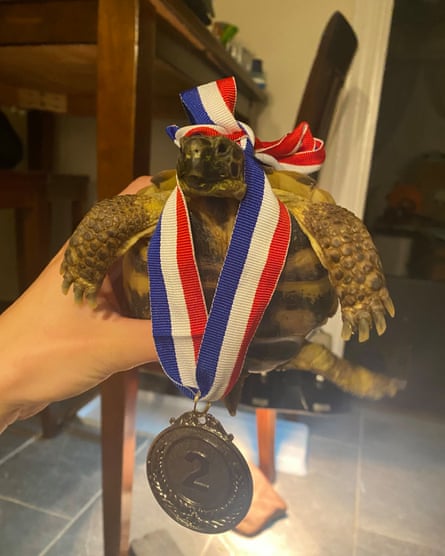 Nagi – a tortoise being held by a hand with a blue, white and read ribbon round his neck displaying a medal