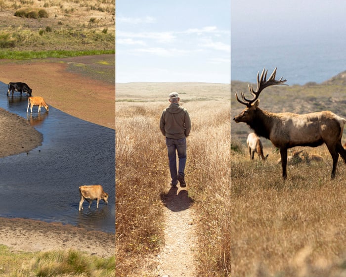 Bucolic battlefield: a California seashore says goodbye to dairy farms – and hopes to heal