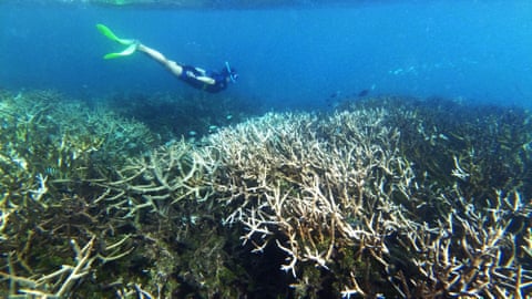 Great Barrier Reef’s worst bleaching leaves giant coral graveyard: ‘It ...
