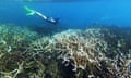 A snorkeller above bleached and dead staghorn coral off Heron Island