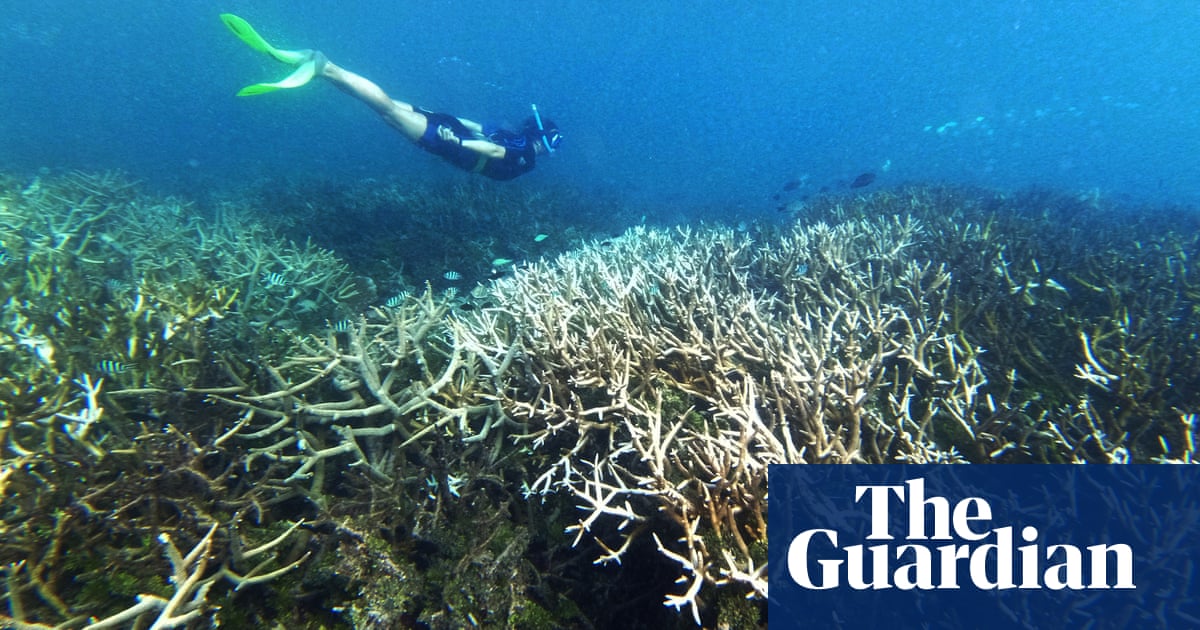 Great Barrier Reef’s worst bleaching leaves giant coral graveyard: ‘It looks as if it has been carpet bombed’ | Great Barrier Reef | The GuardianBack to homepage