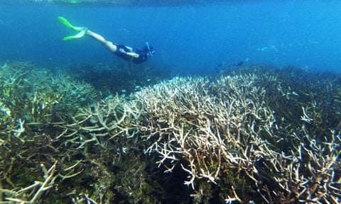 Bleached and dead staghorn coral off Heron Island on the Great Barrier Reef