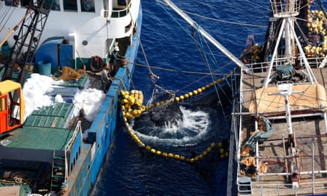 A catch of tuna trans-shipped from an illegal, unregistered and unlicensed (IUU) purse seine fishing vessel. As illegal fishing continues to grow, scientists are turning to data and artificial intelligence to help stem the problem.