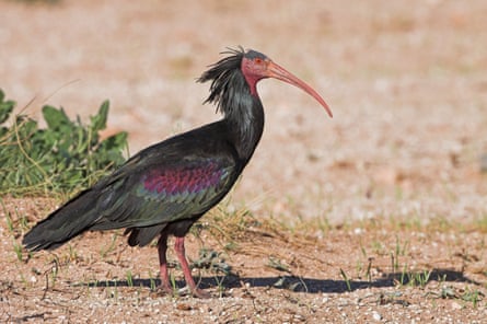 A northern bald ibis on the ground