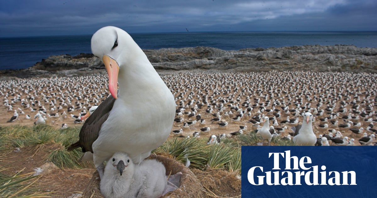 Climate crisis pushes albatross 'divorce' rates higher