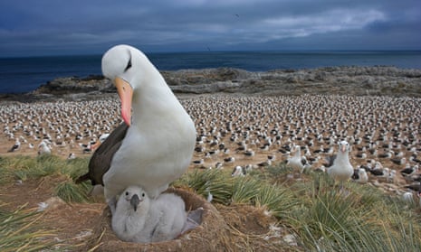 Researchers say climate change and warming waters are causing more black-browed albatross couples to break up.