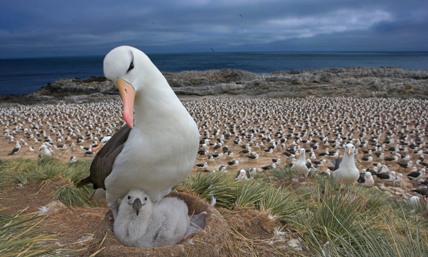 An albatross stands over its chick as hundreds more are seen nesting on a beach behind it.