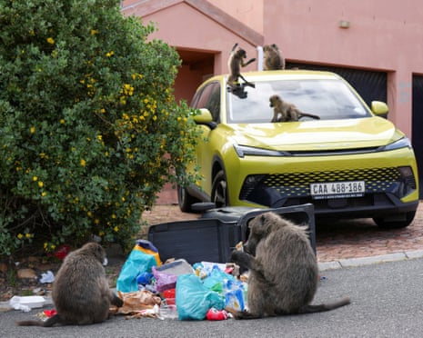 Two baboons raid food out of bags next to a car on a house driveway on which more baboons are sitting.