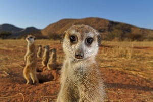 Meerkats