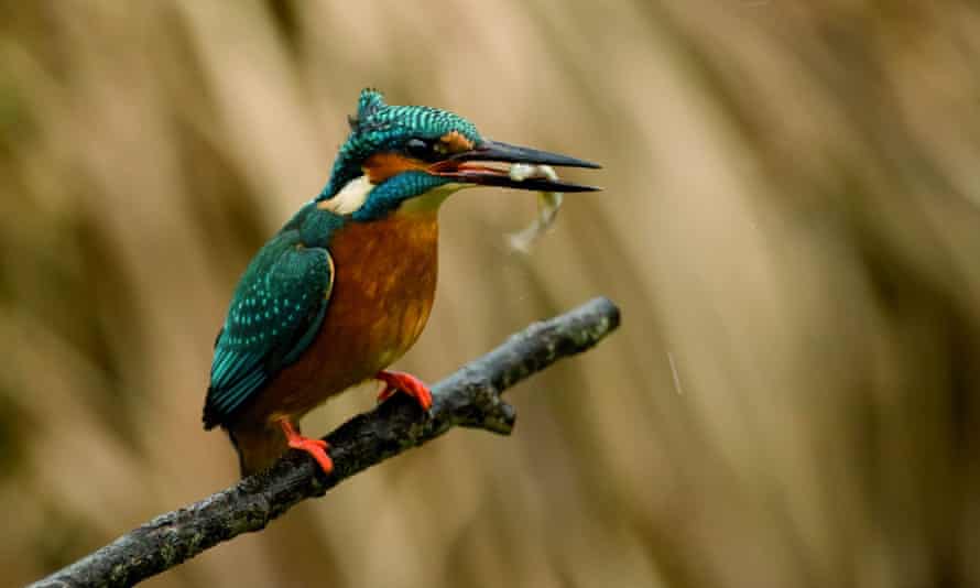 Kingfisher in Bliesgau UNESCO Biosphere Reserve orchid meadows
