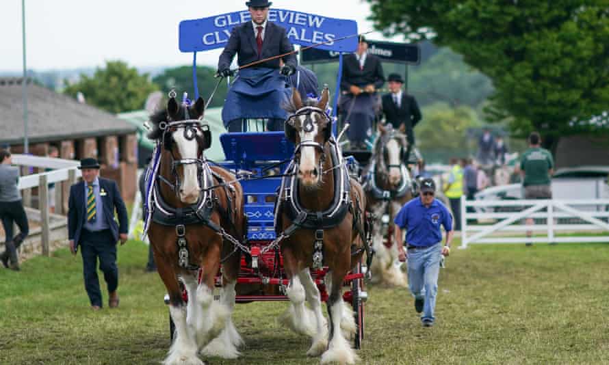Heavy horse Pairs entertain the crowds at the 162nd Great Yorkshire Show, July 2021.