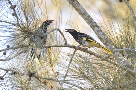 Two long-beaked birds with yellow feathers in a pine tree
