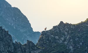 Chamois in the Carpathian Mountains.