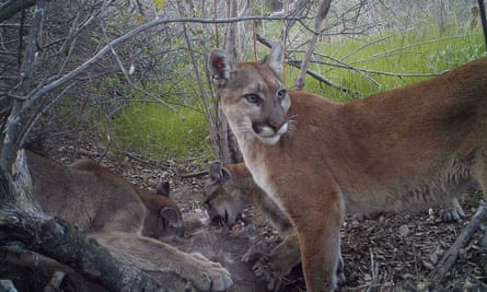A mountain lion keeps watch while her juvenile cubs feed in California.