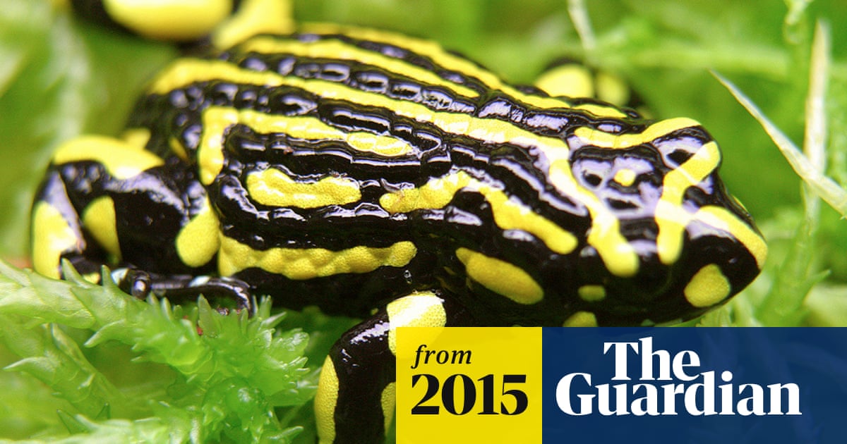 'World of frogs' aims to recover species from extinction – video ...