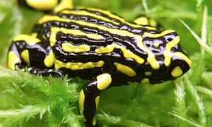 Australia’s corroboree frogs and other species could face extinction without tougher protection laws, a Senate committee has warned.