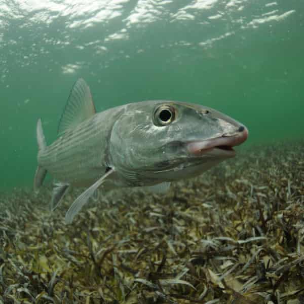 A bony fish that swims in seagrass flats. 