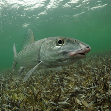 A bonefish swimming in seagrass flats. 