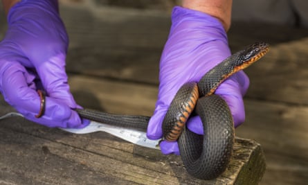 Daring Rescue Saves Venomous Snake Trapped In Energy Drink Can