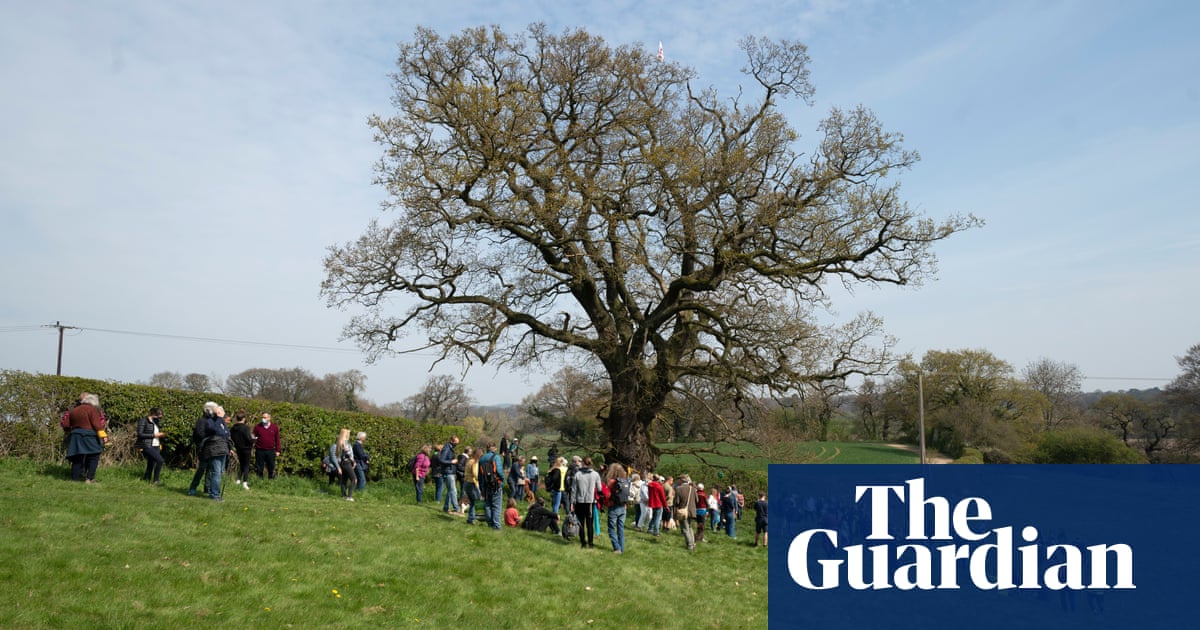 Shrewsbury activists fight to save 550-year-old oak threatened by new road