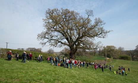 A gathering of residents at the tree known as Darwin’s oak.