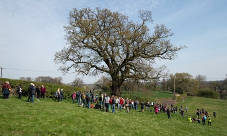 The 550-year-old oak tree, with campaigners