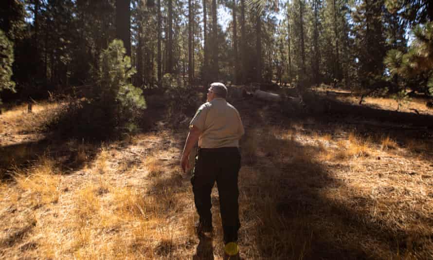USFS forester Greg Thompson walks through a grove of trees in Los Padres national forest, where a forest treatment project is planned.