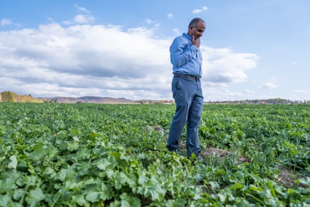 A man is standing in the field looking at the plants on the ground.