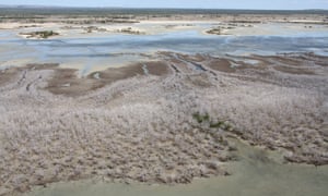 Mangrove die-off