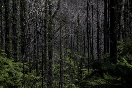 Kuark forest in Errinundra National Park, East Gippsland Victoria, fourteen months after the 2019/2020 fires