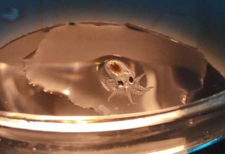 A 55-day-old paralarva at Nueva Pescanova.