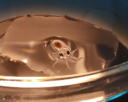 A tiny transparent octopus in a petri dish