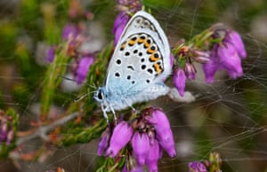 Silver-studded blue on Westleton Heath