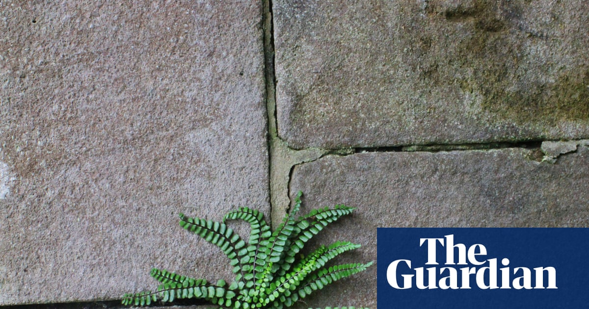 Derelict Liverpool Chapel Becomes Sanctuary for Mountain Plants