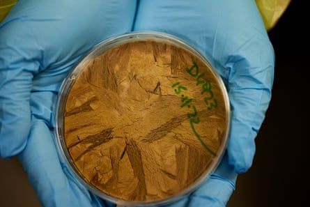 The bacterial cake made from Linda Geddes’s poo.