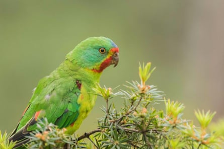 A swift parrot