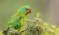 Swift parrot