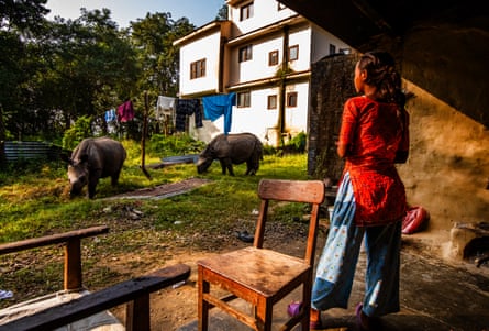 A woman looks at two rhinos grazing near some washing on a line in a back garden of a house