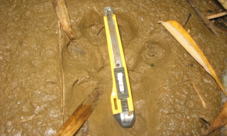 A 13 centimetre pugmark discovered by Rahman and his team. Experts believe a Royal Bengal tiger made this paw print.