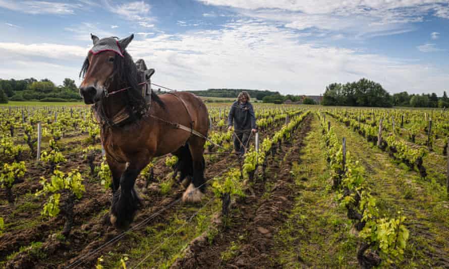 Jean-Pierre Dupont weeds the vines with his draught horse at the L'Affut estate in Solonge, France