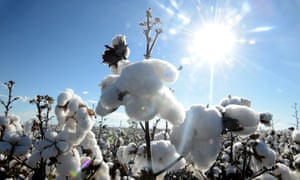Cotton growing in a field.