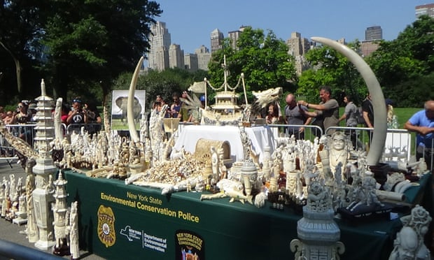 Last month two tonnes of ivory were crushed in Central Park in New York, in a display jointly organised by the Wildlife Conservation Society (WCS) and the New York State Department of Environmental Conservation.
