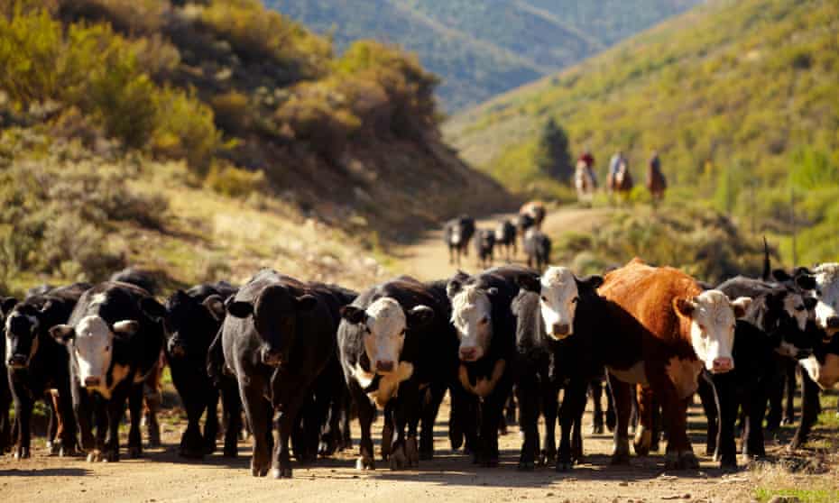 Batı Colorado'da sığır.