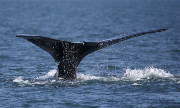 A North Atlantic right whale appears at the surface of Cape Cod bay off the coast of Plymouth, Massachusetts.