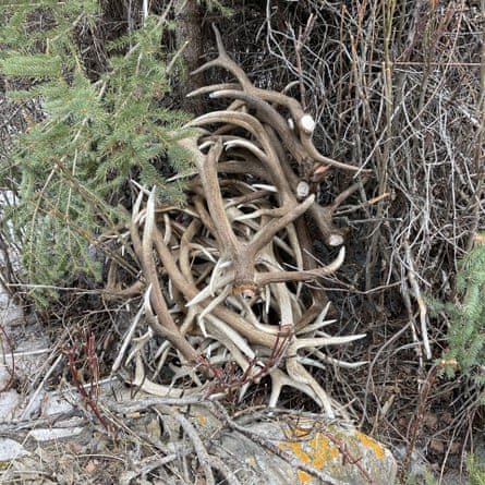 The illegal cache of antlers that wildlife authorities found in the forest.