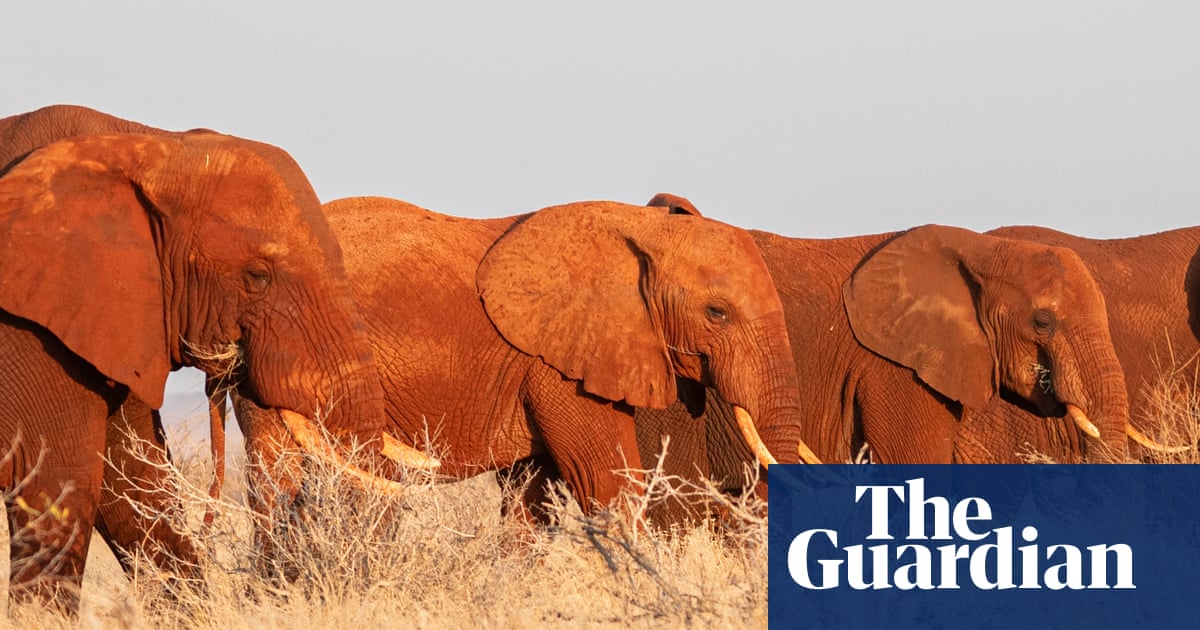 Ancient elephant migration routes are being blocked off – can anything stop the rising death toll?